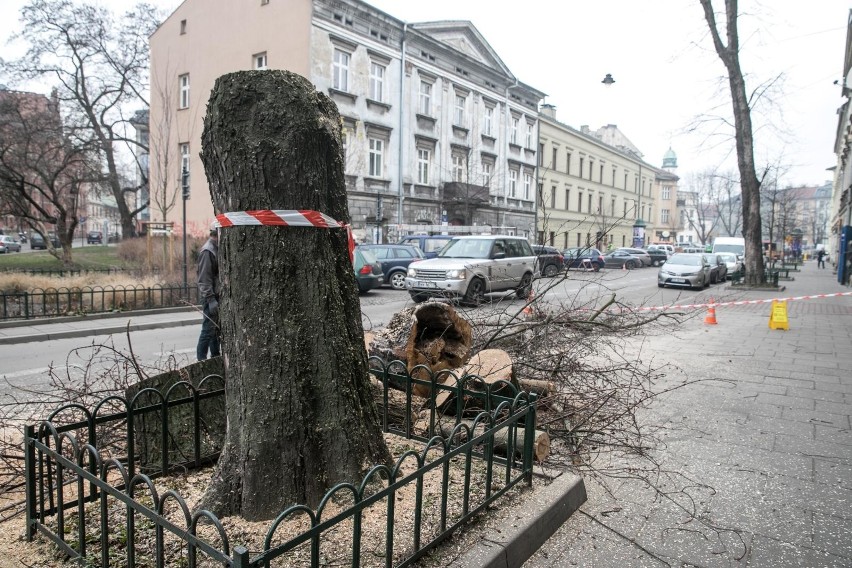 Kraków. Radni wnioskują o wprowadzenie systemu informowania mieszkańców o wycinkach drzew. Majchrowski: to zbyt skomplikowane