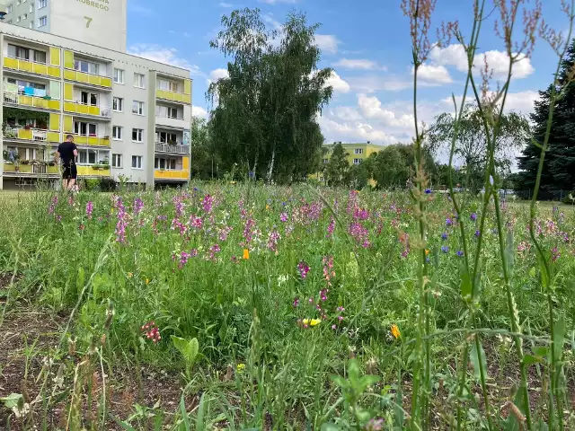 Po ostatnich deszczach, które przeszły przez Poznań, wybujała trawa została skoszona przez pracowników zieleni. Zarówno w parkach, jak i na osiedlach. Jednak pomiędzy piątkowskimi blokami uchował się fragment łąki kwietnej. Zobacz na zdjęciach.