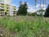 Poznań: Łąka kwietna między blokami. Na skoszonym równiutko trawniku rosną polne kwiaty. Chwalimy!
