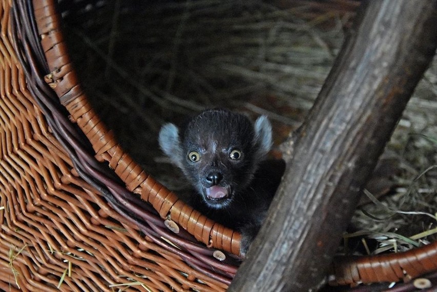 Niespodzianka w zamojskim zoo. Lemurza "emerytka" została mamą