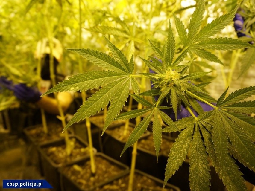 Chybie: Funkcjonariusze CBŚP zlikwidowali dwupoziomową plantację marihuany ZDJĘCIA 