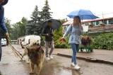  Akcja: Wyprowadź PSA! Deszcz nie wystraszył miłośników psów w Toruniu! 