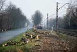 Wielka wycinka drzew w Opolu. Ponad 2,5 tysiąca drzew będzie wyciętych na zlecenie spółki PKP Polskie Linie Kolejowe 