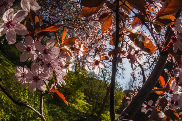 Wiosna budzi się do życia. Jej oznaki spotkać możemy między innymi w ogrodach botanicznych.