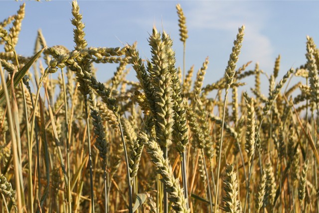 Lista odmian zalecanych zawiera odmiany polecane do uprawy w  poszczególnych województwach (uwzględnia panujące w nich warunki glebowo-klimatyczne)