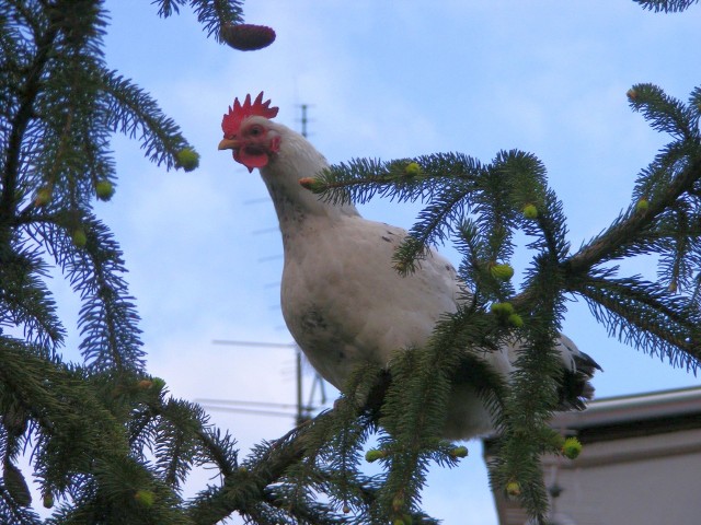 Kura z Byczyny zamieszkała na drzewie.