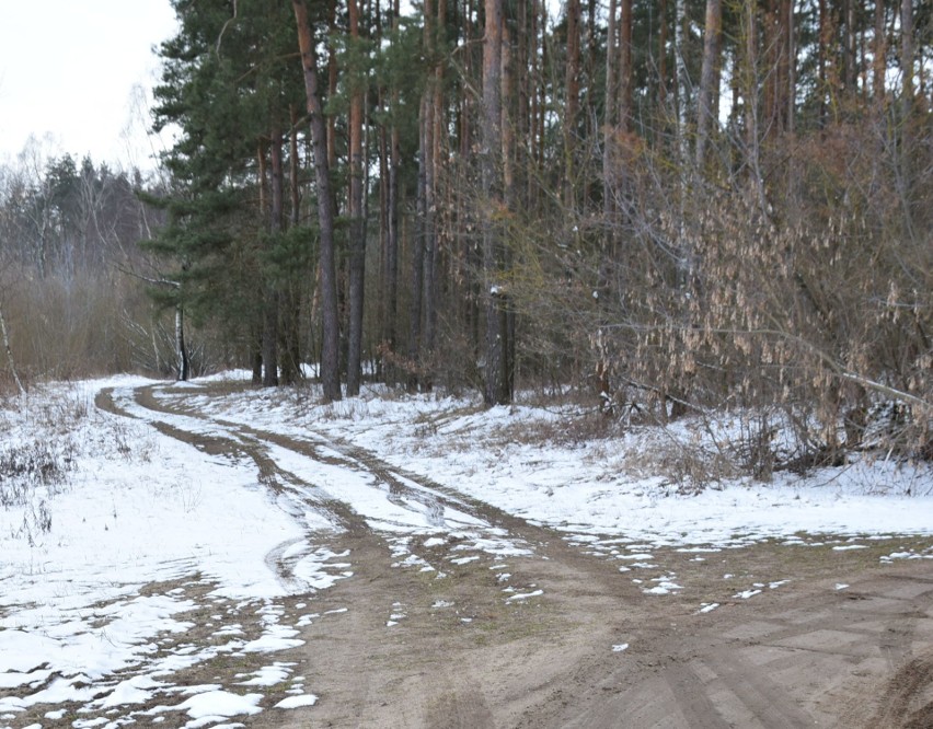 To ma być wizytówka Ostrołęki. Bez dinozaurów [ZDJĘCIA]