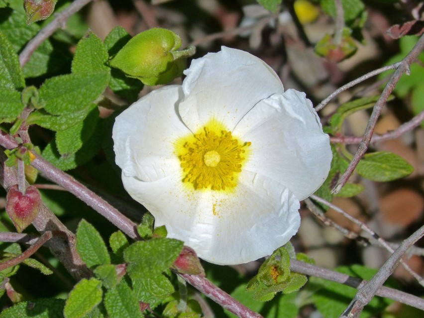 Biały czystek - Moorish Cistus...