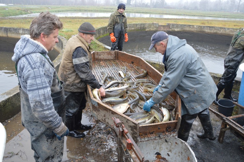 Opolskie ryby płyną już na wigilijne stoły [Galeria]