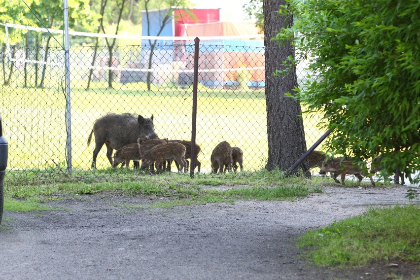 Toruń. Dziki znów pojawiły się na Rubinkowie. Trzeba było wstrzymać ruch na Szosie Lubickiej