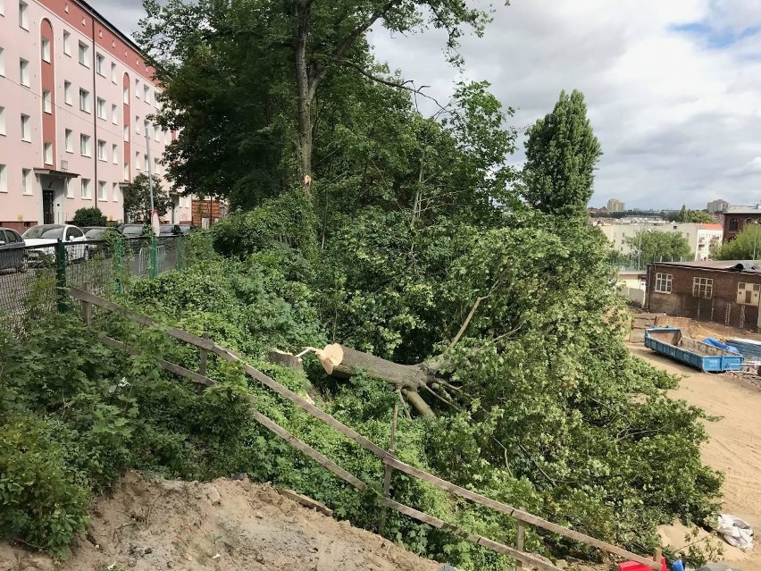 Kolejne drzewa zniknęły z miejskiego krajobrazu za sprawą dewelopera