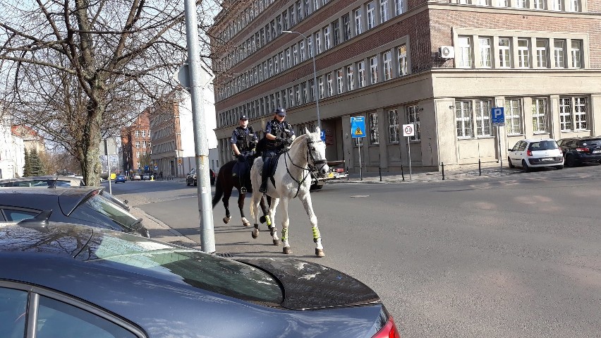 Patrole konne pojawiły się na ulicach Szczecina [ZDJĘCIA]