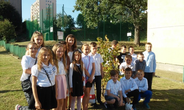 Uczniowie 5d SP nr 9 w dniu rozpoczęcia roku szkolnego przy „lipie Kochanowskiego” (szkoła nosi imię poety). Drzewko zostało uroczyście posadzone w zeszłym roku, rośnie więc razem z dzieciakami.