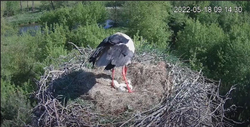 Ostrołęka. Bociany z OPWiK doczekały się potomstwa. Wykluł się pierwszy mały bocian. 18.05.2022