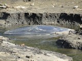 Małż - gigant nad zalewem w Zwoleniu (zdjęcia)
