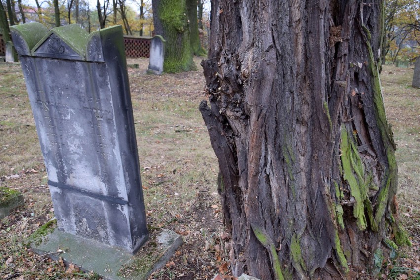 Zabytkowy kirkut żydowski w Oleśnie z XIX wieku.