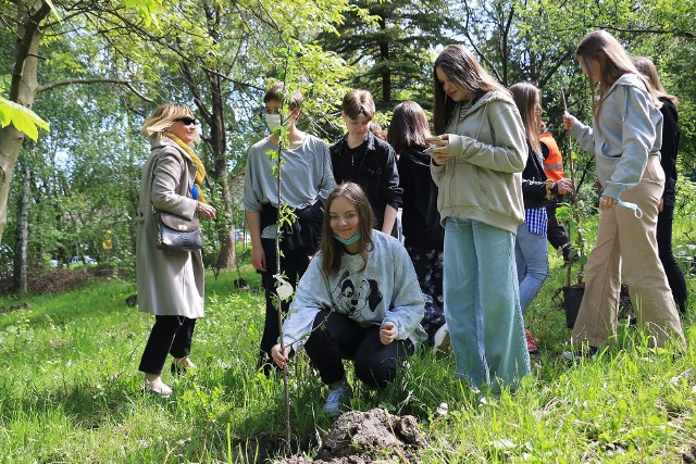 Uczniowie Szkół Podstawowych nr 2 i 3 w Wieliczce zasadzili drzewa owocowe - stare odmiany czereśni i śliw w rejonie wejścia do miejskiego parku na Stoku pod Baranem. Akcja odbyła się w ramach ogólnopolskiego projektu "Tradycyjny sad"