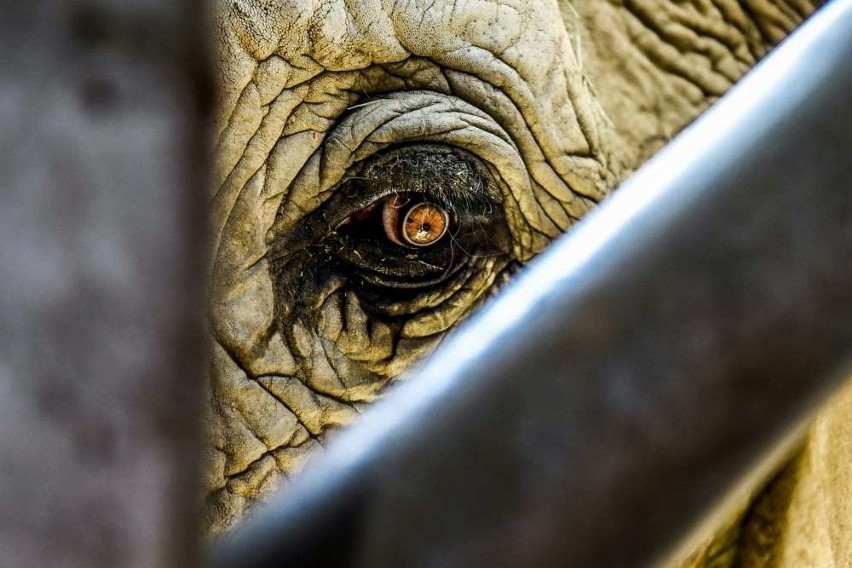 Widzę cię! Słonie mają bardzo mądre oczy i piękne, gęste...