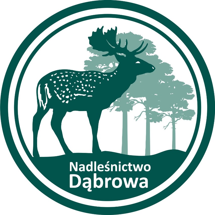 Nadleśnictwo Dąbrowa