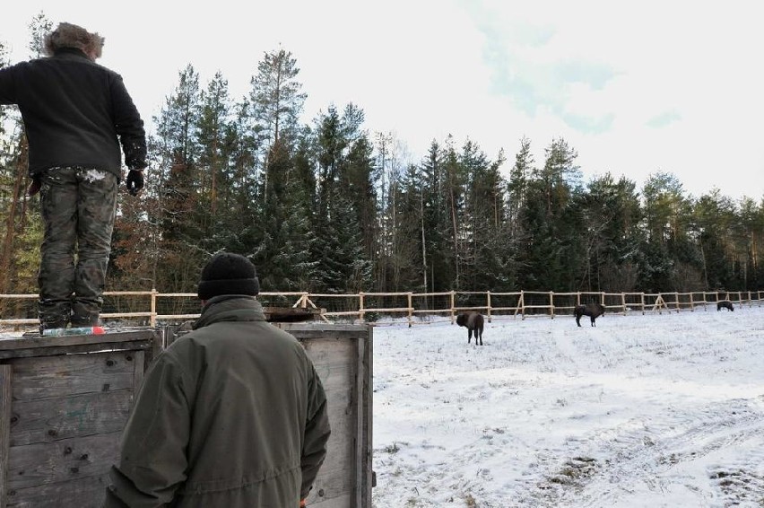 Tworzenie małych populacji tego gatunku jest jednym z...