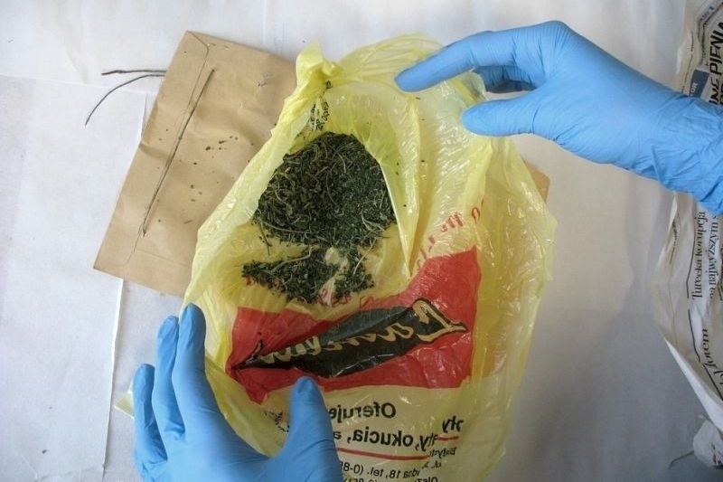 Plantacja konopi indyjskich zlikwidowana. 23-latek miał 70 gramów narkotyku (zdjęcia)