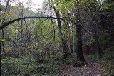 Gmina Krzeszowice. Zakaz wstępu do lasu w Tenczyńskim Parku Krajobrazowym. Uszkodzone drzewa mogą zagrażać spacerowiczom
