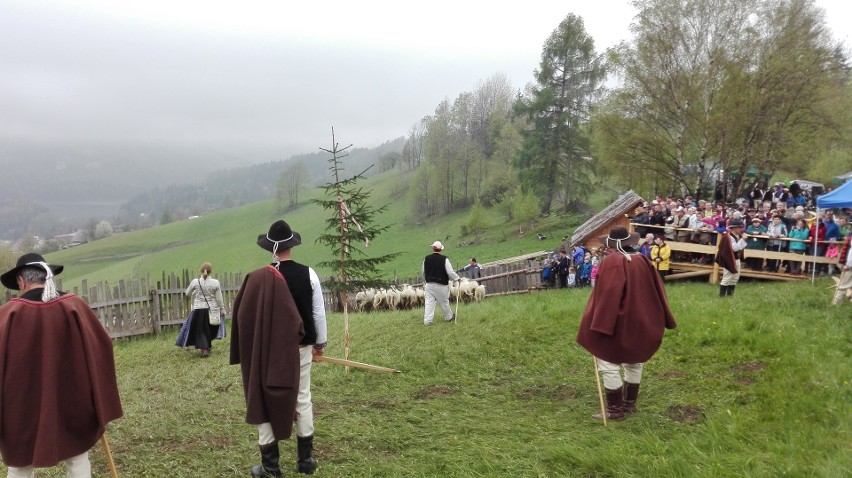 W Wiśle, na Cieńkowie, pasterze wymiyszali owce ZDJĘCIA