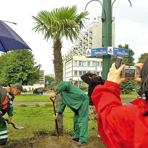 Wczoraj palma została posadzona na Rondzie Solidarności w Kołobrzegu.