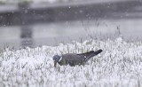 Jaka będzie pogoda w czwartek, 29 marca 2018 (29.03.2018) na Pomorzu? Wróciła zima. Opady śniegu i sztorm na Bałtyku [prognoza pogody]