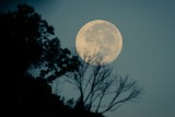 Zaćmienie i pełnia Księżyca jednocześnie. Zjawiskowa noc 10.01.2020. Czy zaćmienie będzie widoczne w Polsce?