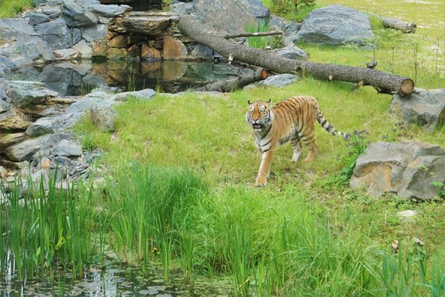 Do opolskiego zoo przyjechała tygrysica Uma.