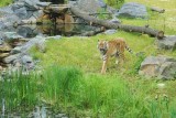 Do zoo w Opolu przyjechała ze Zlina tygrysica Uma. To partnerka dla Diego, który jest u nas od ubiegłego roku. Razem stworzą rodzinę...