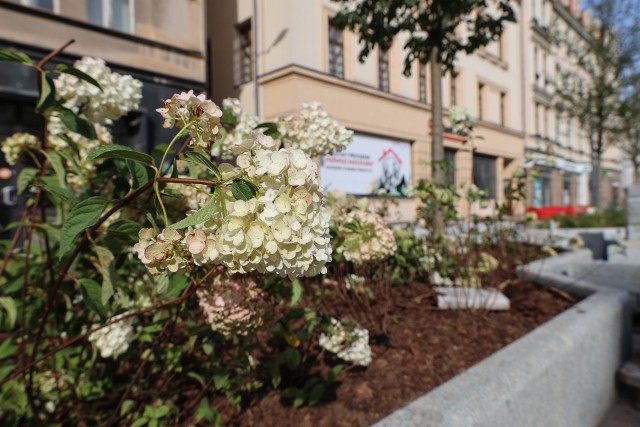 Przy przebudowywanej ul. Warszawskiej w Katowicach, obok 70 nowych drzew, w ostatnim czasie pojawiły się też kwiaty, krzewy i trawy ozdobne. To już końcowa tura nasadzeń zieleni, gotowa jest już też większość klombów. Zakończenie prac budowlanych zaplanowane jest na 15 września