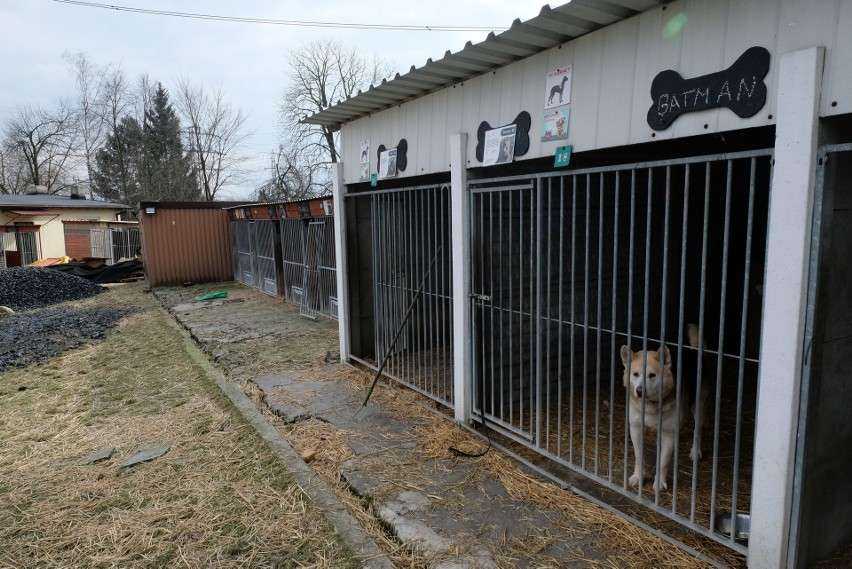 W dawnym schronisku w Mysłowicach są praktycznie pustki....