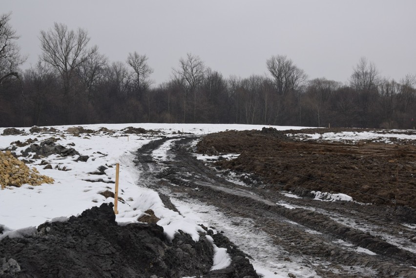 Oświęcim. Na Kamieńcu wycięto piękne drzewa. Tak powstaje Park Pojednania Narodów [ZDJĘCIA, WIZUALIZACJA]