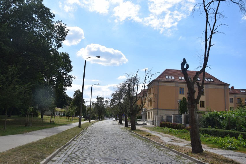 Wzdłuż ulicy Dąbrowskiego drzewa uschły i usychają „jedynie”...