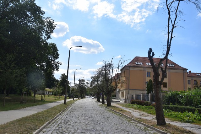 Wzdłuż ulicy Dąbrowskiego drzewa uschły i usychają „jedynie” z powodu suszy, a nie w wyniku uszkodzenia korzeni np. podczas prowadzonego remontu.