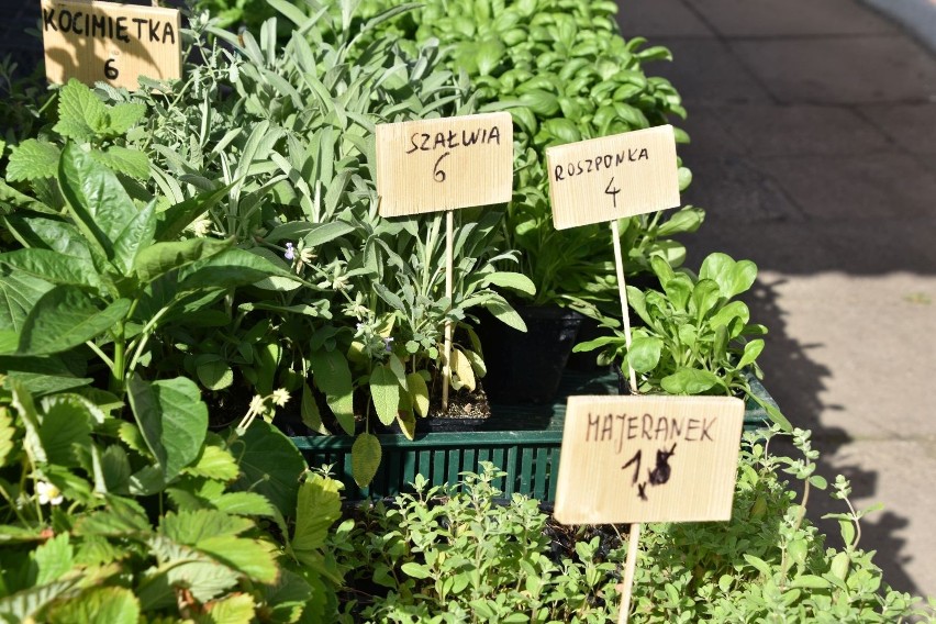 Sprawdź ceny roślin na zielonogórskim targowisku przy ul....