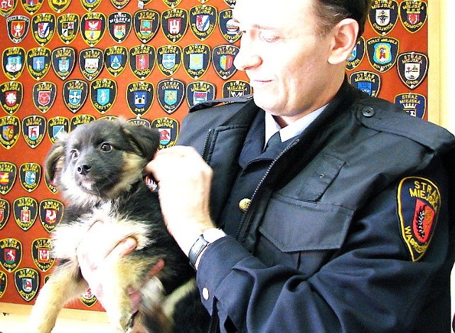 - Pies jest zdrowy. Chętnie oddamy go w dobre ręce - mówi Krzysztof Grzybek, komendant straży miejskiej.