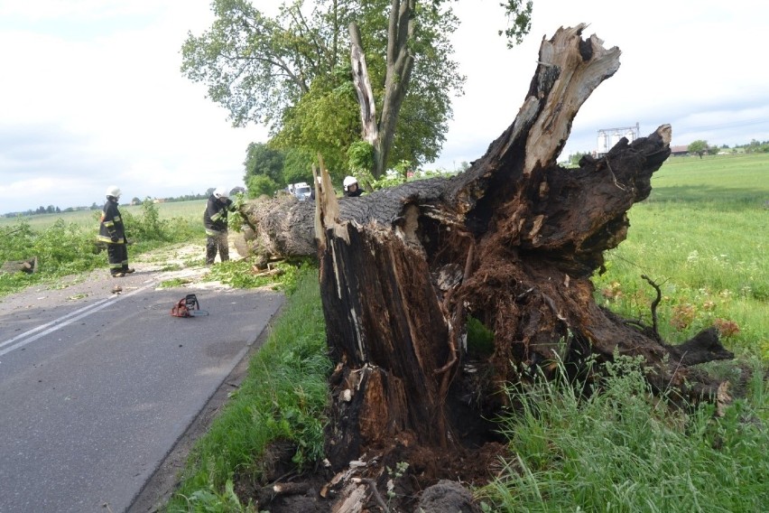 W Więckowach drzewo spadło na samochód osobowy.