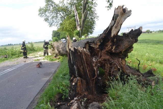 W Więckowach drzewo spadło na samochód osobowy.