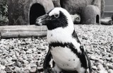 Nie żyje najstarszy pingwin z wrocławskiego zoo. Miał 25 lat