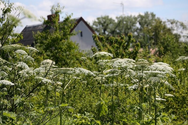 Barszcz Sosnowskiego rośnie na Dojlidach. Trujące zielsko zagraża ludziom (zdjęcia)