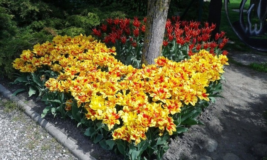Tulipany to wdzięczne kwiaty - łatwe w uprawie, kolorowe, o...