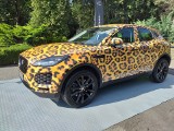 Jaguar w zoo, czyli nietypowa akcja marketingowa. Jak można go "upolować"?