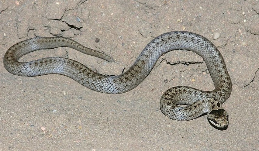 Widok tego węża jest wyjątkowo rzadki