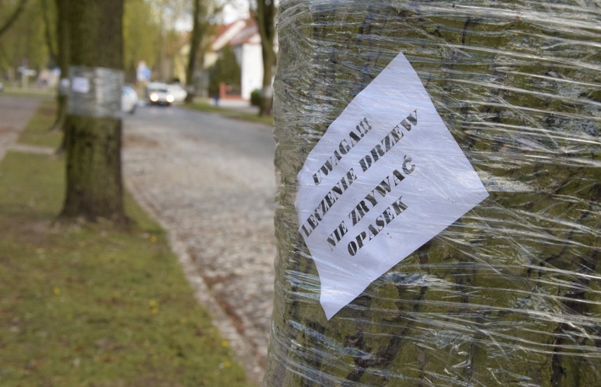 Inowrocławskie kasztanowce w ochronnych foliowych kompresach