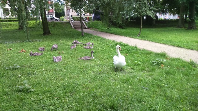 Łabędzia rodzinka na trawniku w sercu parku przy ulicy Ordona w Szczecinku