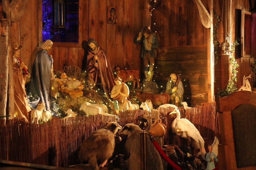 Piękna szopka bożonarodzeniowa z żywymi zwierzętami na Świętym Krzyżu (ZDJĘCIA)
