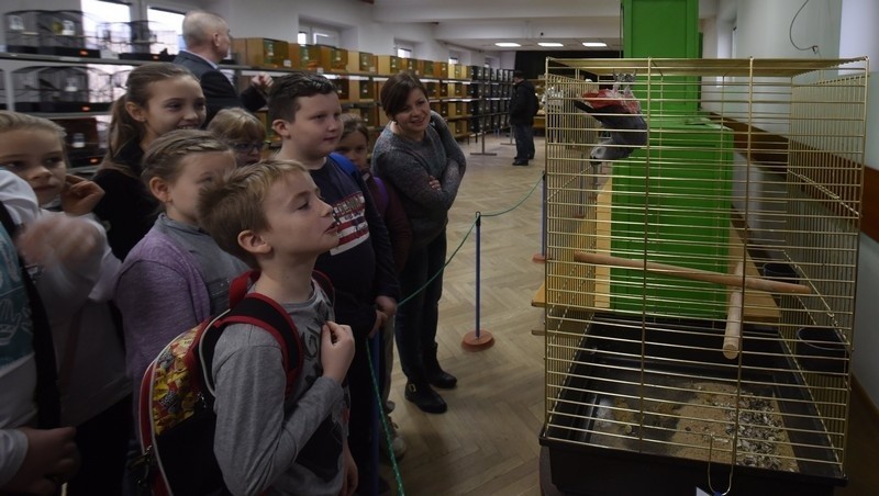 Wystawa ptaków ozdobnych w ŁDK. Atrakcją są gadające papugi
